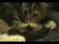 Ting Ting Falls Asleep