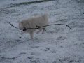 Japanese Spitz Jusuke 7 Japanese Spitz Jusuke 7