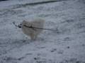 Japanese Spitz Jusuke 7