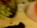 videos de gina und speedy