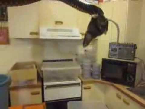 porphyriacus - Here a crazy Black Snake Pseudechis porphyriacus is seen eating a rodent before heading off to do a snake show in Melbourne as seen at http://www.snakeshows....