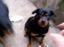 Louis Cyphre request a Biscuit Louis Cyphre request a Biscuit