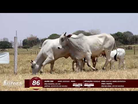 4� De Olho na Fazenda - NELORE AURORA participa��o Chico Paulic�ia