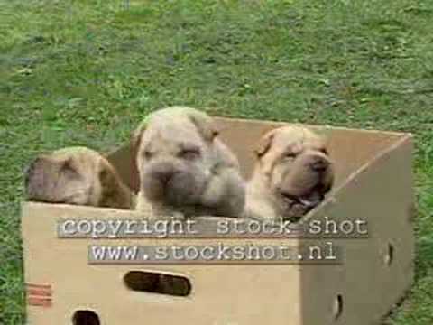 Sharpei