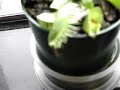 Venus Fly Trap digesting Moth
