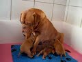 Dogues de Bordeaux puppies 3 weeks old