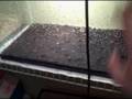 cricket breeding how2