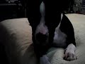 Pit bulls, Vicious Dog, or Loving Dog..... You Decide....
