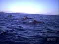 Dolphins In The Hauraki Gulf Dolphins In The Hauraki Gulf