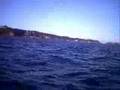 Dolphins In The Hauraki Gulf