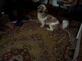 Shih tzu running after his tail