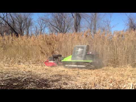 how to harvest phragmites