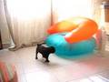 Tomato and the sofa