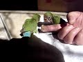AGAPORNIS EM SÃO JOSÉ DOS CAMPOS 2