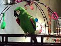 Talking Bird--HI BIRD!
