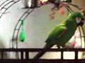 Talking Bird--HI BIRD!