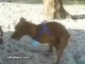 para cualcerdo