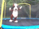 Poochie Off-White Brown goes on another adventure... On his trampoline!
