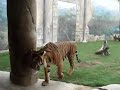 Tigers at Dubailand