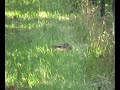.22lr hunting