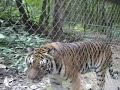 Indochinese Tiger Indochinese Tiger