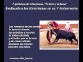 El toro y la Luna