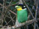 birder