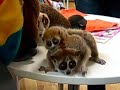 slow?loris? slow?loris?
