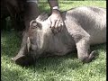 Elvis Elvis