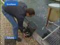 EuroNews - Futuris XV - La acuicultura