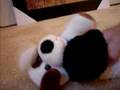 videos de teddy bear fights part2