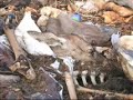 contaminacion ambiental