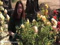 Jardiner�a: Limpieza de rosales en ramillete