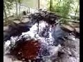 our goldfish pond