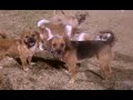 Click here to watch this video Dog Park Chaos