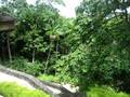 The Datai Hotel