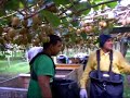Pick Kiwi Pick Kiwi