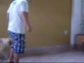 Zach-Labrador-Adestr