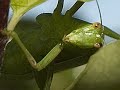 New Zealand Bush Cricket - Katydid New Zealand Bush Cricket - Katydid
