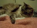Cat playing Cat playing