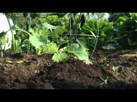 how to transplant kohlrabi