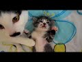 Cat and Kitten Love