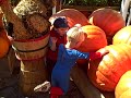 Pumpkin Patch