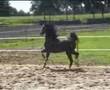 videos de tuigpaard dutch harness horse