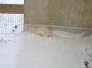 Les fufus dans la neige