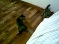 Kitties