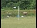 Cattle Hustling in Kampar