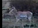 White Mountain Wildlife-Animals of ...