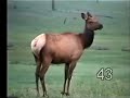 White Mountain Wildlife-Animals of Grassland (part one)