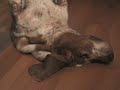 Beautiful Paws